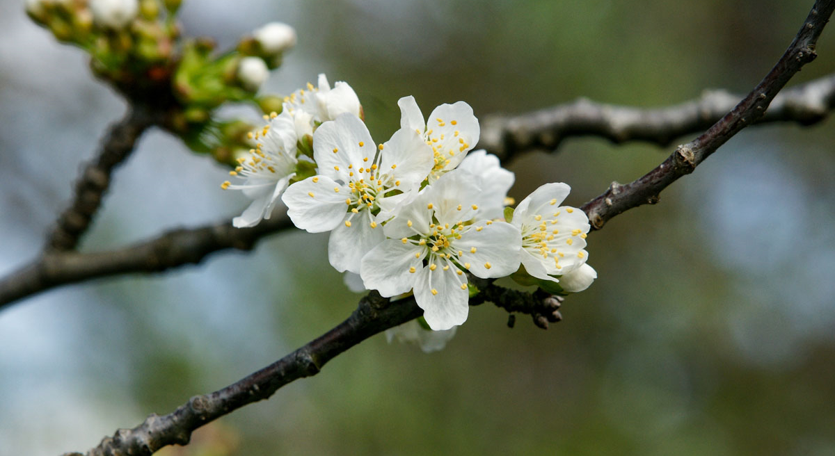 Apple Tree Blossoms