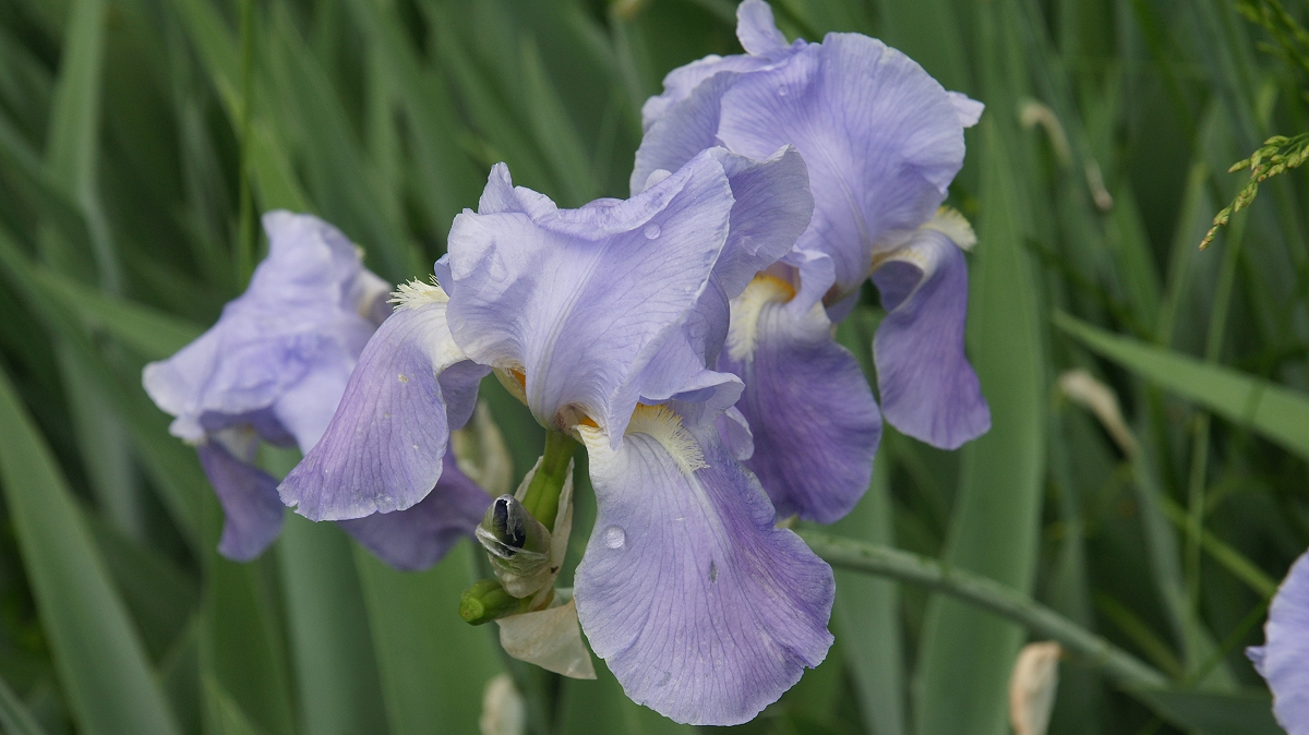 Iris Purple II