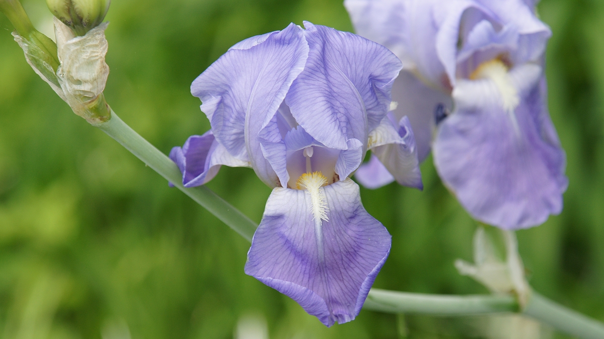 Iris Purple III