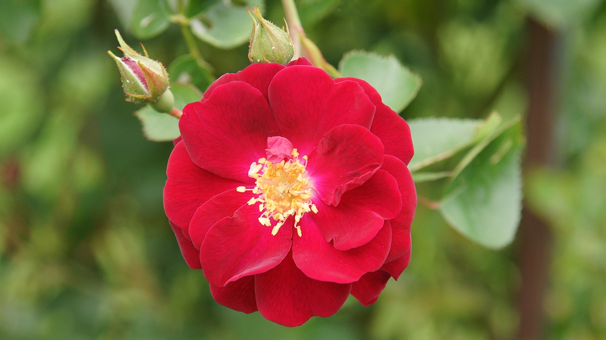 Red Climbing Rose