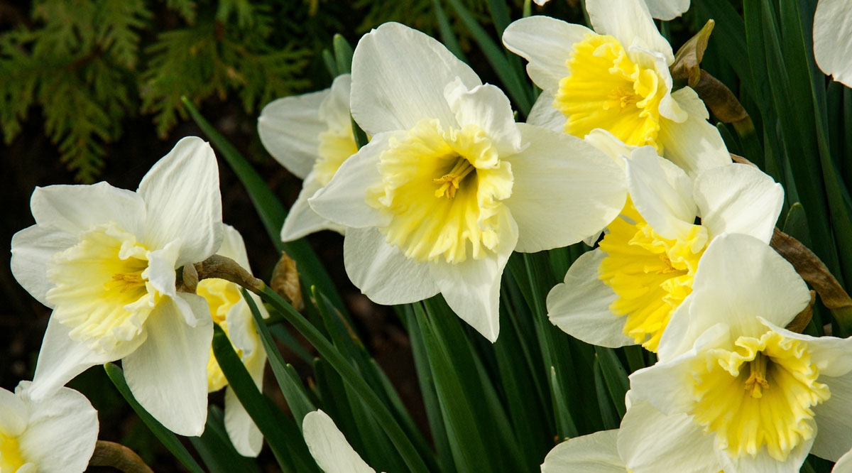 Daffodils IV