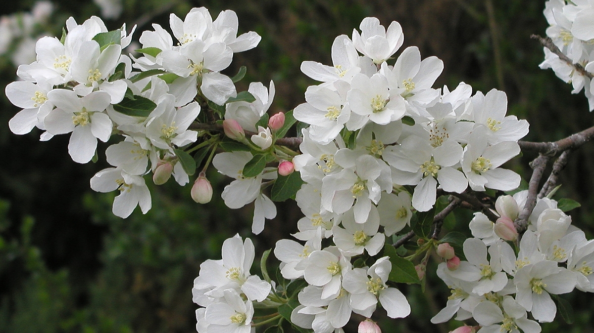 Crabapple Tree Blossoms