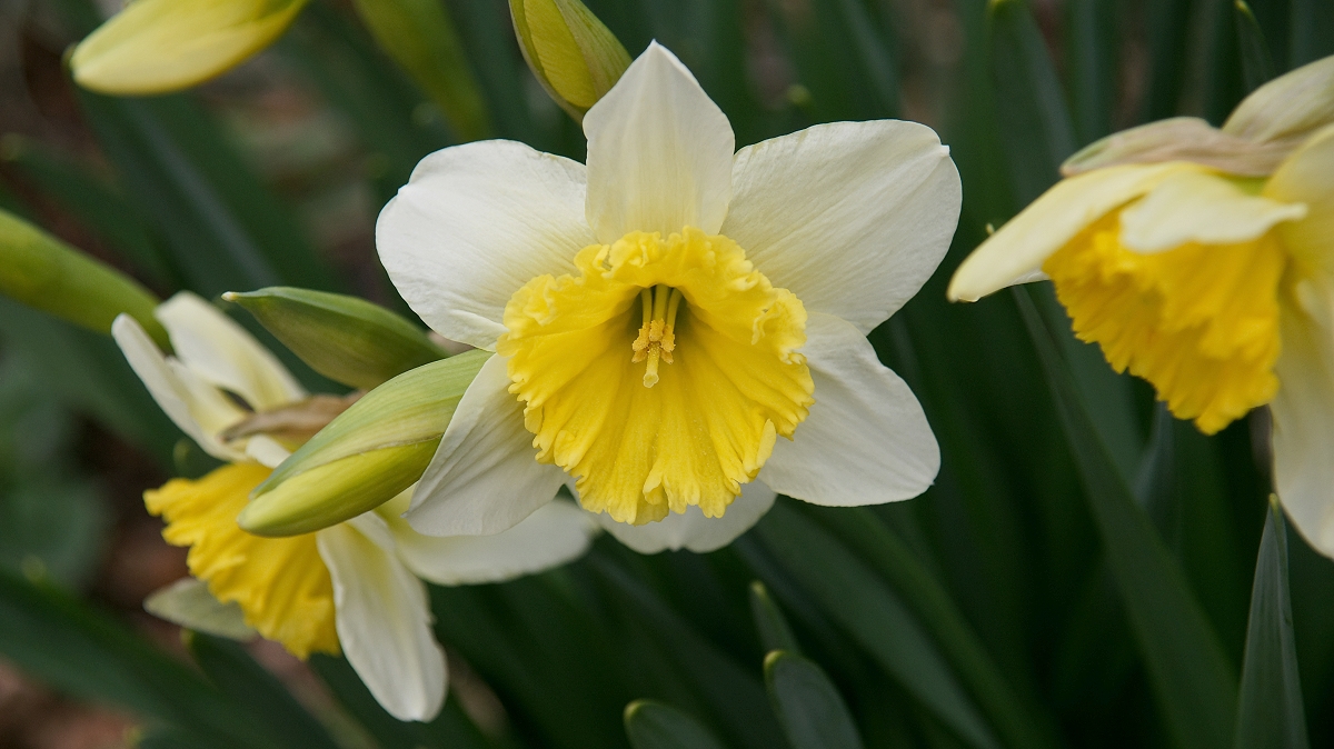 Daffodils III