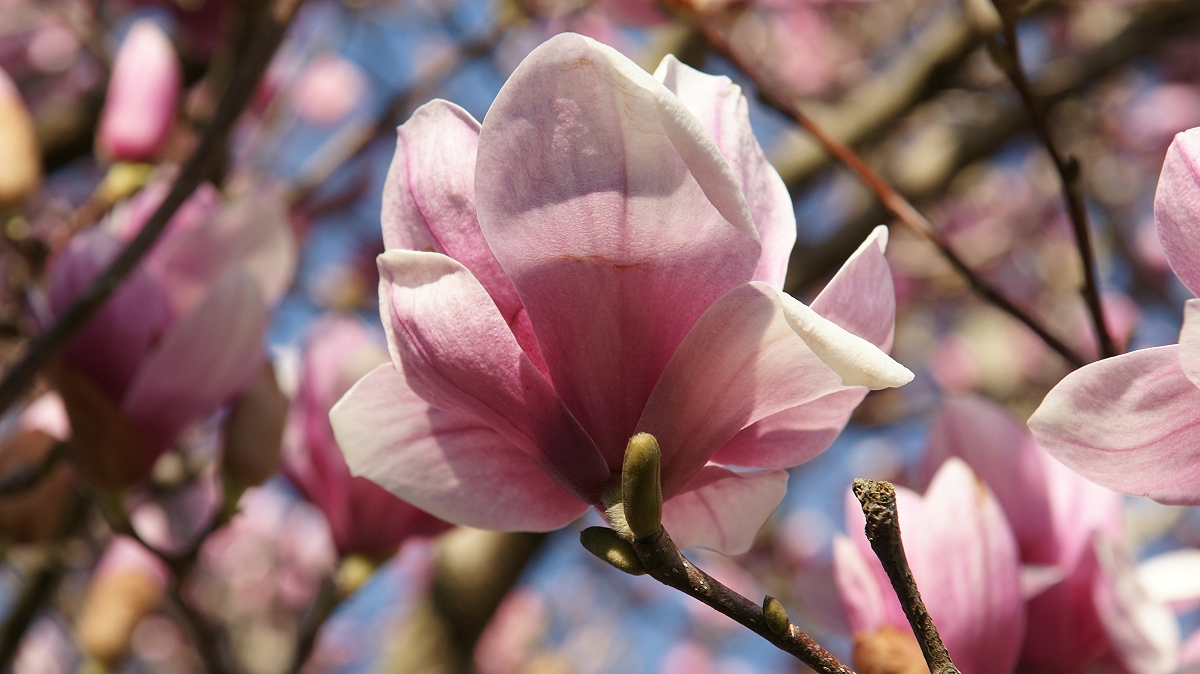 Magnolias III