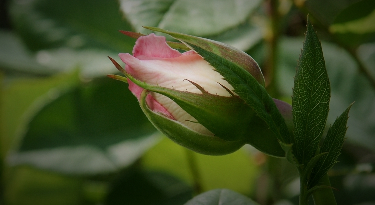 Pink Rose Blossom II